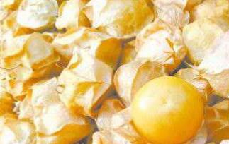 黄菇娘图片（黄菇娘图片大全）