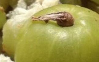 余甘泡水有什么功效 余甘泡水有什么功效和作用