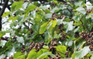 拐枣树根的功效与作用及药用价值 拐枣树根的功效与作用及药用价值及禁忌