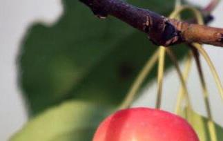 海棠果的功效与作用 海棠果的功效与作用煮水喝