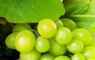 葡萄的功效与作用 葡萄的功效与作用及禁忌