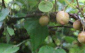 野生猕猴桃的功效与作用