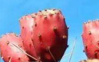 仙人掌果怎么吃(仙人掌果的籽能吃下去吗)