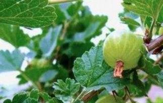 野灯笼果的功效与作用 灯笼果有哪些功效