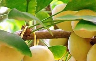 银杏果怎么去皮(银杏果怎么去皮最简单)