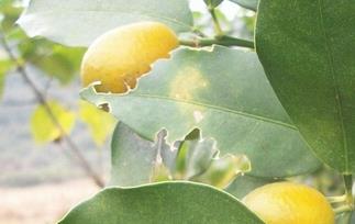 橘子叶有什么功效（橘子叶有什么功效和作用）