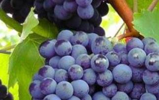 吃葡萄有什么好处(女性吃葡萄有什么好处)