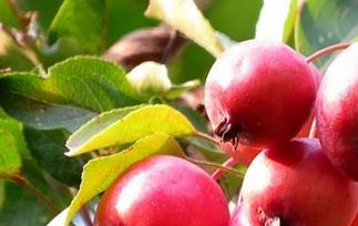 海棠的功效与作用（海棠果的功效与作用）
