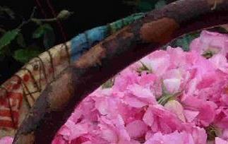 玫瑰纯露的功效与作用 薰衣草纯露的功效与作用