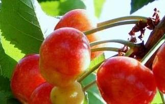 毛樱桃图片（毛樱桃的图片）