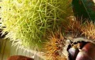 炖板栗壳的作用和功效（炖板栗壳的作用和功效是什么）