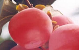 柿子和什么食物相克（树上结的柿子和什么食物相克）