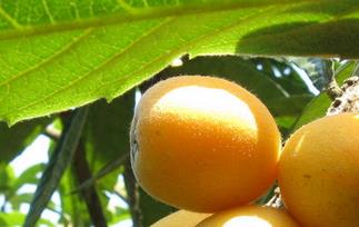 吃枇杷有哪些好处 吃枇杷有哪些好处呢枇杷存那些不吃?