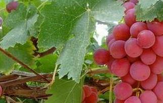 红提葡萄的施肥和浇水技巧（红提葡萄的施肥和浇水技巧视频）