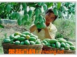 绿色的芒果怎么吃 绿色的大芒果怎么吃