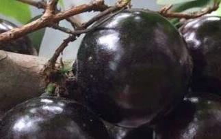 嘉宝果的营养价值 嘉宝果的营养价值及功效