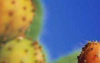 仙人掌果泡水的功效 仙人掌果泡水的功效和作用