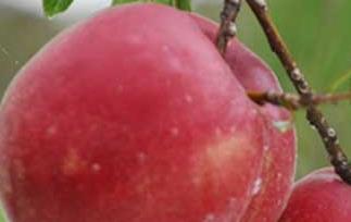 雪桃的营养价值与功效(雪桃的营养价值及功效)