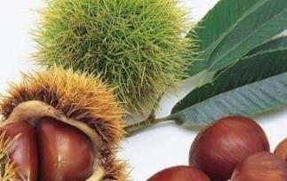 栗子怎么去皮 生大栗子怎么去皮