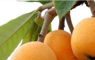 枇杷的药用价值与功效作用（枇杷的药用价值与功效作用与禁忌）