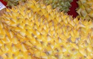 怎么把榴莲催熟 把榴莲催熟的方法技巧