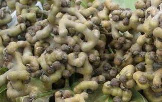 拐枣泡酒的功效（拐枣泡酒的功效和副作用）