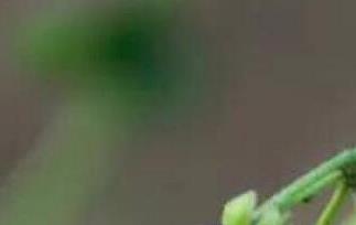 龙葵果怎么吃（龙葵果怎么吃无毒）