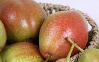 啤梨的药用价值与功效（啤酒梨功效）