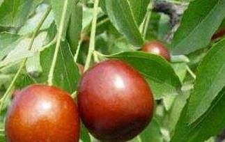 吃枣的好处与坏处 吃青枣的好处与坏处有哪些