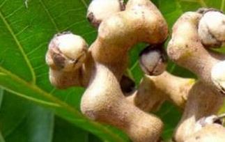 拐枣是什么（拐枣是什么东西）