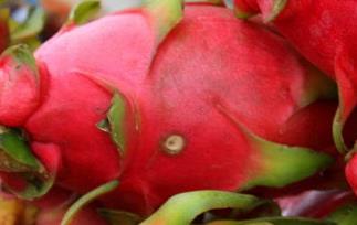 吃火龙果的好处有哪些 吃火龙果的好处有那些