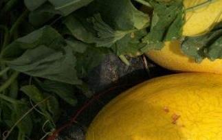 金密瓜的功效与作用（黄金密瓜的功效）