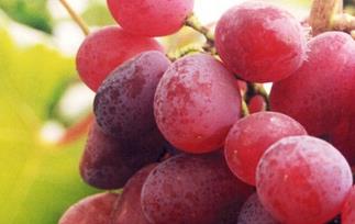 红提的功效及食用价值 红提的功效与作用营养价值