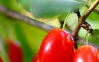 茱萸是什么（茱萸是什么意思）