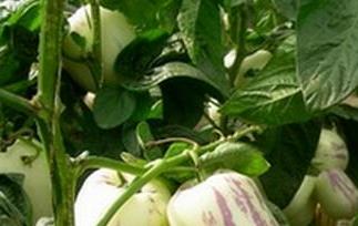 人参果皮能吃吗（人参果皮和籽可以吃么）