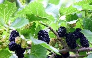 吃桑葚的好处与坏处有哪些（吃桑葚的坏处是什么）