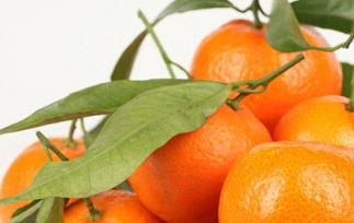 孕妇能吃橘子吗(孕妇能吃橘子吗孕晚期)