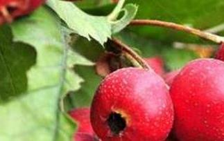 山楂果的作用与功效 山楂的功效与作用效