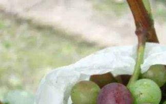 催熟的葡萄是什么样子的 葡萄是催熟的吗