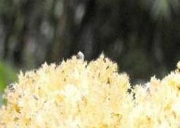 竹燕窝的做法和吃法 竹燕窝菜品图片