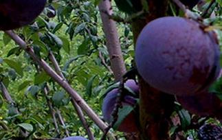 黑布林的营养价值与吃法（吃黑布林有哪些好处）