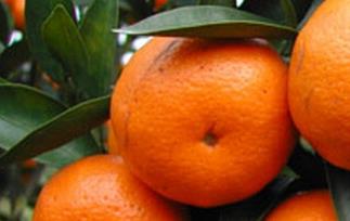 龙门年桔的功效与作用（年桔的功效和作用）