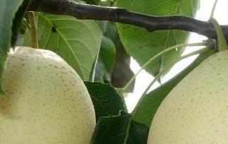 发烧吃什么水果（发烧吃什么水果退烧快）