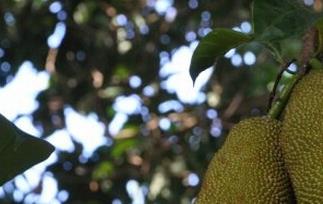 尖蜜拉的功效与作用 各种蜜的作用与功效及食用方法