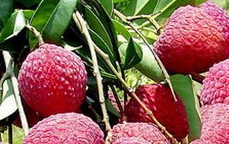 鲜荔枝的功效与作用（鲜荔枝的功效与作用害处）