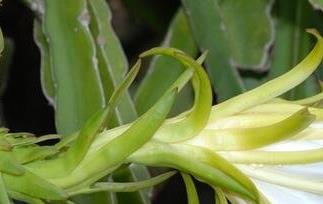 火龙果花的功效与作用 火龙果花的功效与作用、禁忌和食用方法