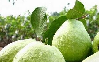 怎么挑选芭乐(怎么挑选芭乐比较甜)