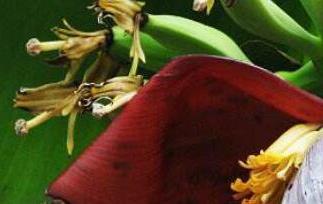 香蕉花的功效与作用 香蕉花怎么吃