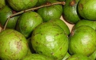 仁面果的功效与作用(仁面果的功效与作用 新闻)