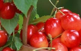 男人吃什么水果补血 男人吃什么水果补血补气